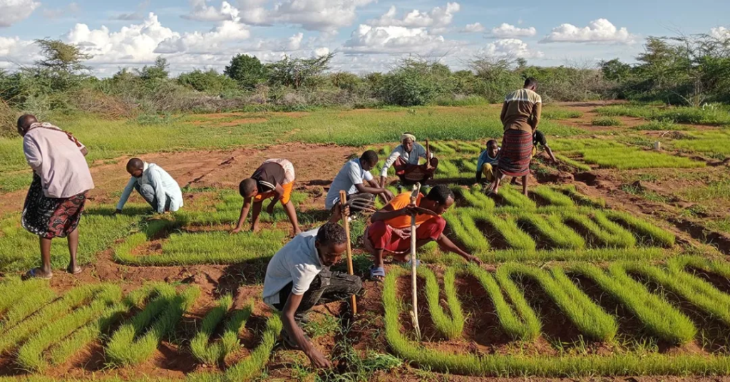 Members of the Beled-Hawa community in Gedo, Somalia, work in the field. The Somali Social Entrepreneurs Fund is developing a biogas system for irrigation of vegetable farms.